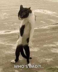 Funny Animal Cats GIF - Funny Animal Cats Dance GIFs