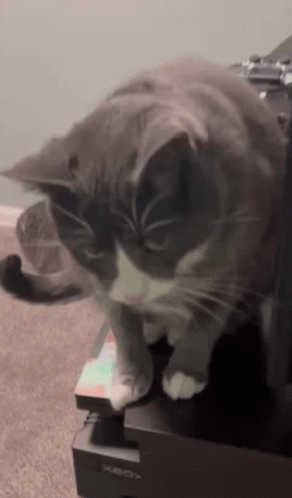 Feral Cat Ratio GIF - Feral Cat Ratio Cat GIFs