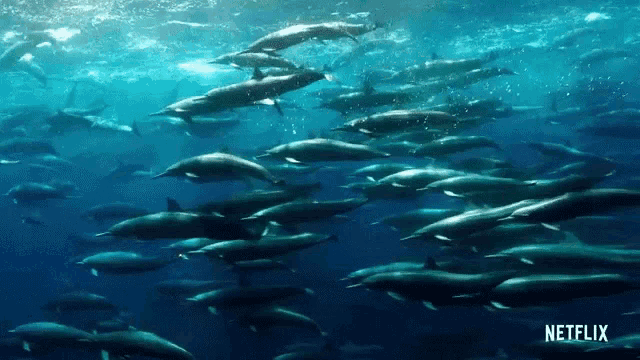 a large flock of dolphins are swimming in the ocean with the netflix logo in the corner
