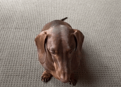 a brown dachshund laying on a carpet looking up
