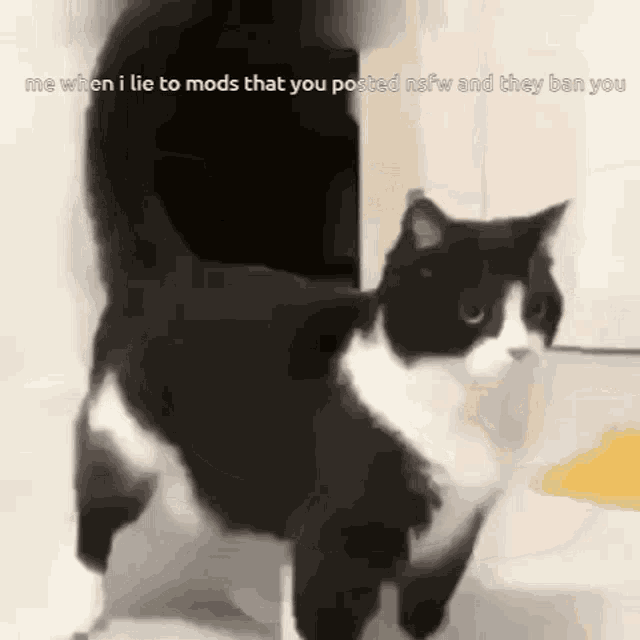 a black and white cat with a caption that says me when i lie to mods that you posted nsfw and they ban your