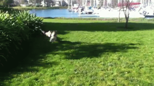 Round And Round They Go GIF - Cats Dogs Running GIFs