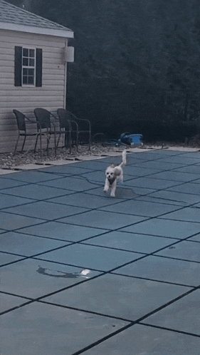 a small white dog is running across a swimming pool with a house in the background