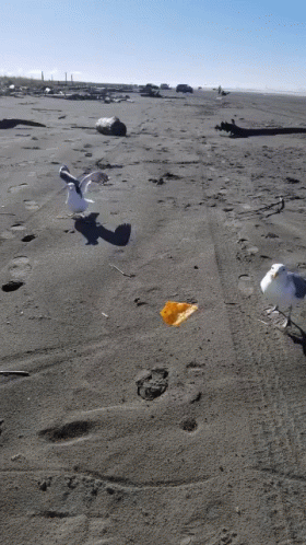 Sand Beach GIF - Sand Beach Birds GIFs
