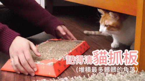 貓家大掃除 How To Properly Clean Cats Up GIF