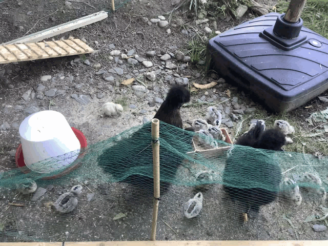 a group of chickens are behind a fence with a bucket and a umbrella stand