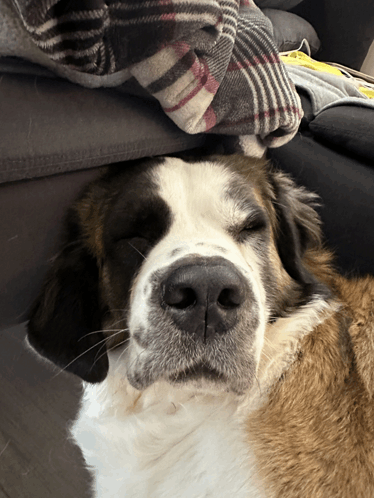 Sleepy Dog GIF - Sleepy Dog GIFs
