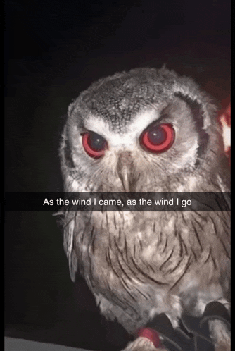 an owl with red eyes and the words as the wind i came as the wind i go
