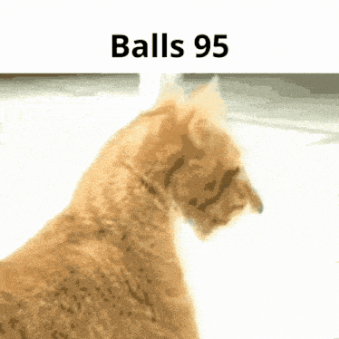 a close up of a cat 's tail with the words balls 95 below it