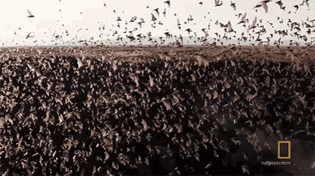 Flying At Dusk Free Tailed Bats On Location GIF - Flying At Dusk Free Tailed Bats On Location Flying In Sunset GIFs