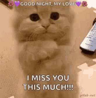 a kitten is hugging its paws and saying `` good night , my love i miss you this much '' .