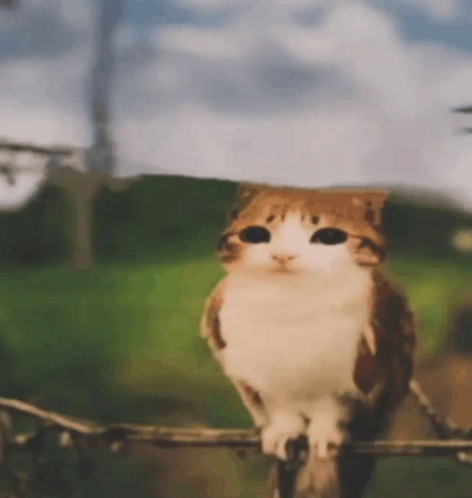 Cat Meme Owlcat Meme - Cat meme Owlcat Catowl - Descubrir y compartir GIFs