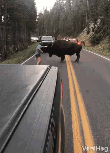 Viralhog Bull Attack GIF