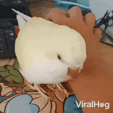 Get Away From Me Bird GIF - Get Away From Me Bird Viralhog GIFs
