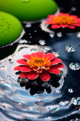 a red flower is floating in the water
