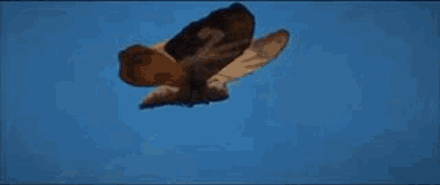 a moth is flying in the sky with its wings outstretched .