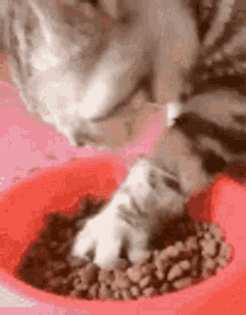 Cat Eating GIF - Cat Eating Food GIFs