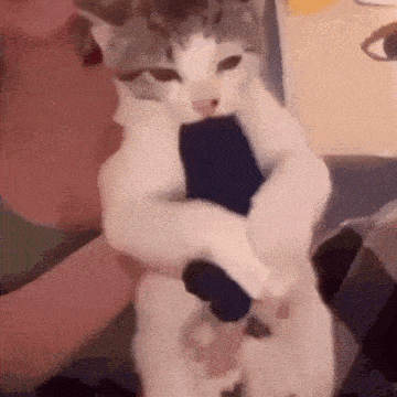a person is holding a cat in their arms and it is wearing a blue sock .