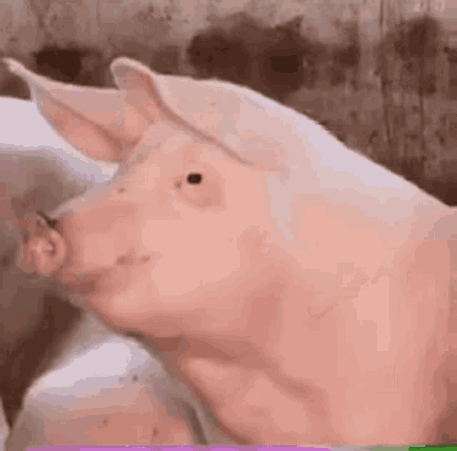 свинья GIF