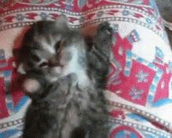 Kitty Sleep GIF - Kitty Sleep Yawn GIFs