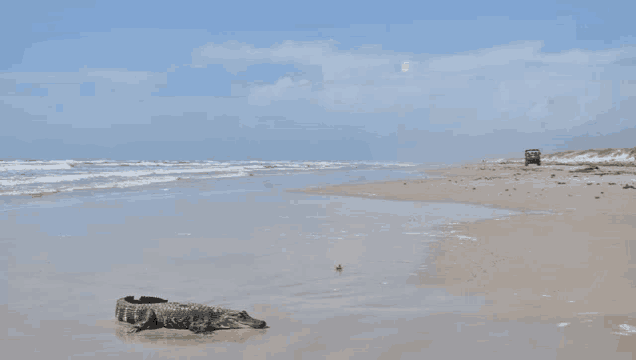 an alligator is laying on the beach near the water .
