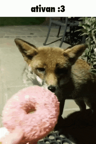 a picture of a fox eating a pink donut with the number 3 on the bottom