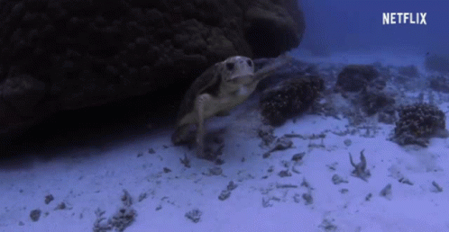 Turtle Sea GIF - Turtle Sea Swim GIFs