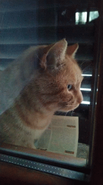 Cat Kitty GIF - Cat Kitty Cat Window GIFs