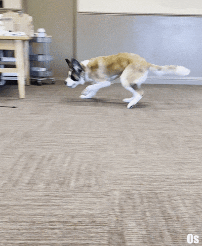 a brown and white dog is running on a carpeted floor with the letters os on the bottom right