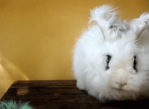 Cute Animals Bunny GIF - Cute Animals Bunny Critters GIFs