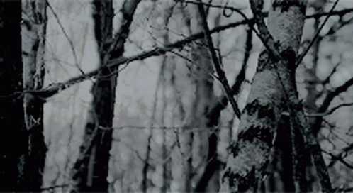 Aesthetic Forest GIF - Aesthetic Forest GIFs