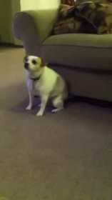 Shake That GIF - Dog Puppy Shake That Ass For Me GIFs
