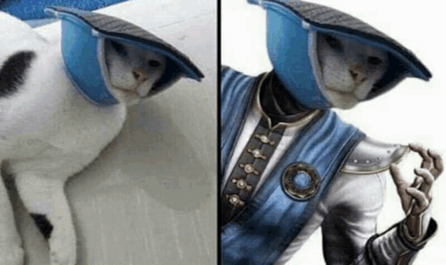 a cat wearing a blue hat is next to a picture of a man wearing a hat .
