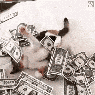 a cat is laying on a pile of money .