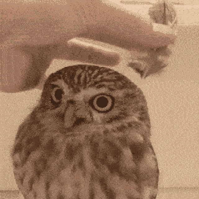 Animal Owl GIF - Animal Owl Cute GIFs