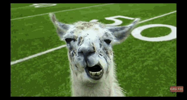 Say What GIF - Say What Animal GIFs
