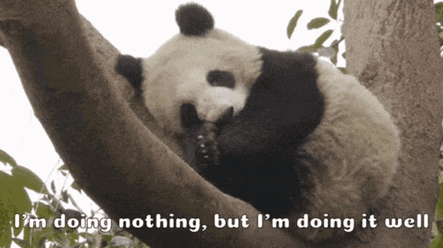 Panda Sleeping Doing Nothing Doing It Well GIF - Panda Sleeping Doing Nothing Doing It Well GIFs