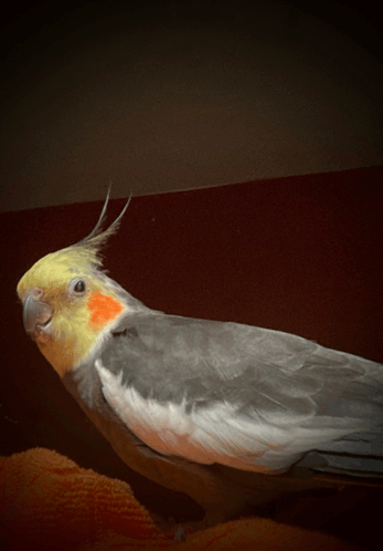 Tweety Bird GIF