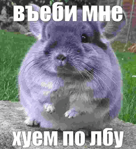 a purple chinchilla is sitting on a rock in the grass with a foreign language caption .