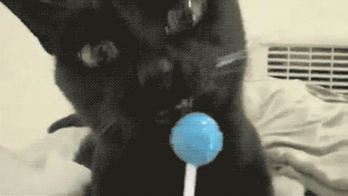 How You Doing Cat GIF - How You Doing Cat Licking GIFs