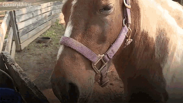 Horse Feeding GIF - Horse Feeding Smelling GIFs
