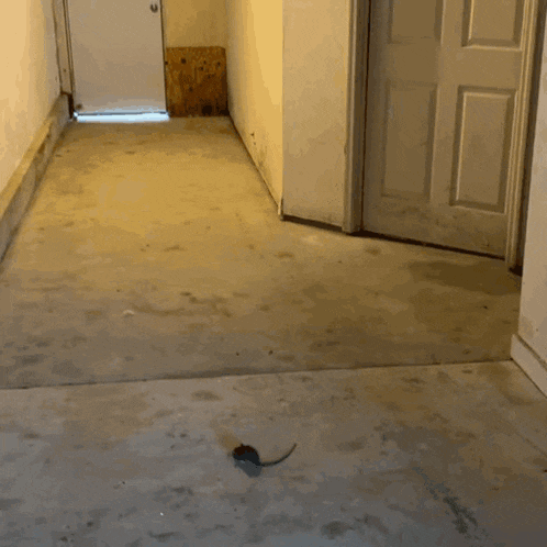 a hallway with a door that is open and a bottle on the floor