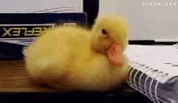 Ducky Sleepy GIF - Ducky Duck Sleepy GIFs