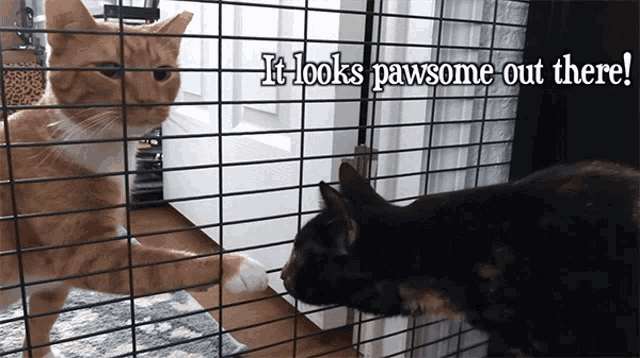 It Looks Pawsome Out There Bond GIF - It Looks Pawsome Out There Bond Zig Zag GIFs