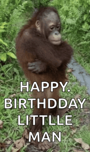 a picture of an orangutan hugging another orangutan with the caption happy birthday little man