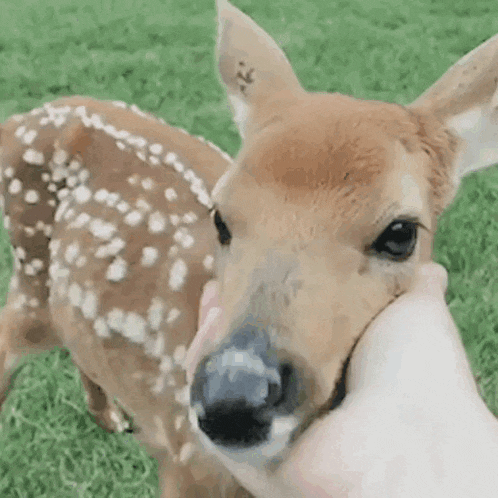 a close up of a person petting a baby deer in the grass .