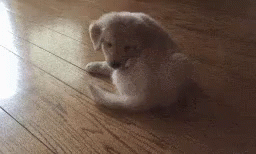 강아지 꼬리 꼬리물기 GIF - Dog Tail Cute GIFs