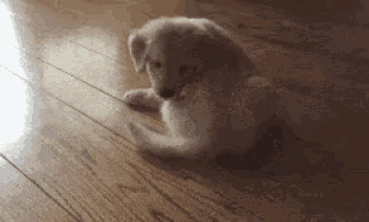 a small puppy is laying on a wooden floor .