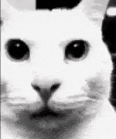 a close up of a white cat 's face with a black background .