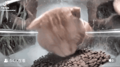 a cat is swimming in a tank of water with coffee beans .
